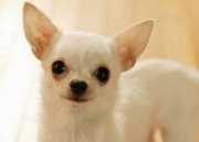 小型犬品种大全及图片（小型犬品种大全及图片及价格）